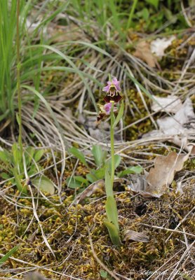 Ophrys fuciflora