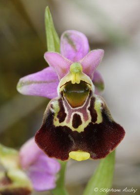 Ophrys fuciflora