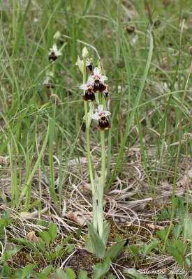 Ophrys fuciflora