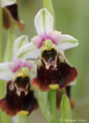 Ophrys fuciflora