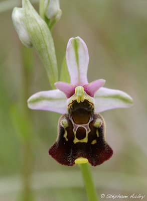 Ophrys fuciflora