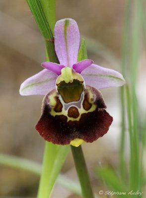 Ophrys fuciflora