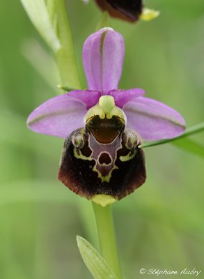 Ophrys fuciflora