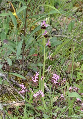 Ophrys fuciflora