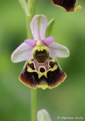 Ophrys fuciflora