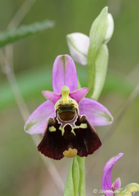 Ophrys fuciflora