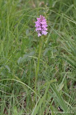 Dactylorhiza fuchsii