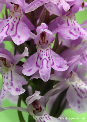 Dactylorhiza fuchsii