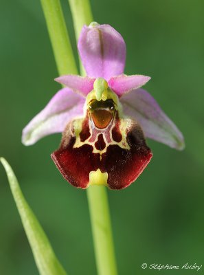 Ophrys fuciflora