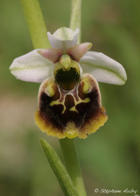 Ophrys fuciflora