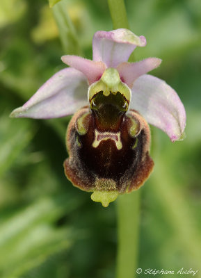 Ophrys fuciflora
