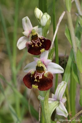 Ophrys fuciflora