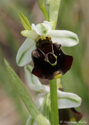 Ophrys fuciflora