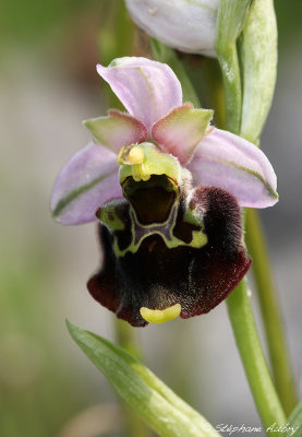 Ophrys fuciflora