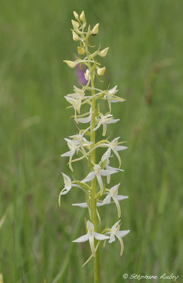 Platanthera bifolia