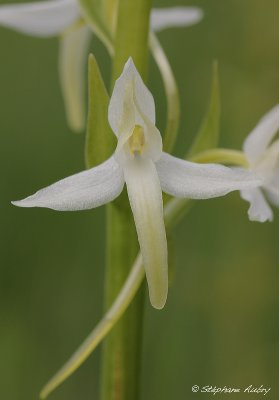 Platanthera bifolia