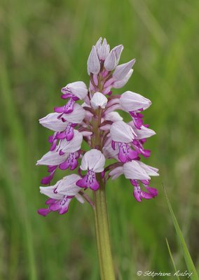 Orchis militaris