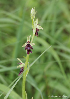 Ophrys insectifera