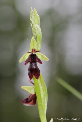 Ophrys insectifera