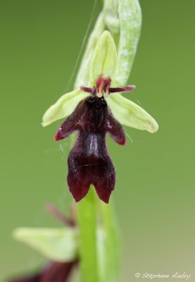 Ophrys insectifera