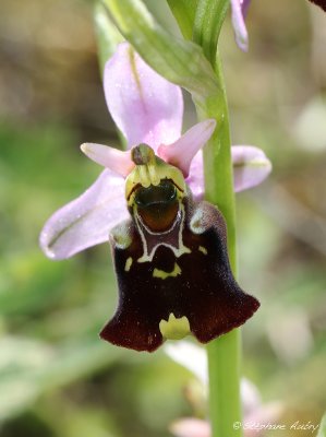 Ophrys fuciflora