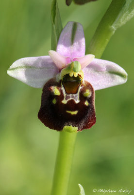 Ophrys fuciflora