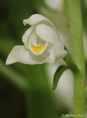 Cephalanthera longifolia