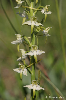 Platanthera chlorantha