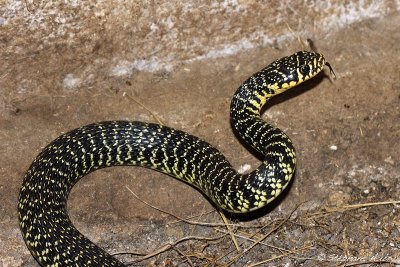 Couleuvre verte et jaune, Hierophis viridiflavus