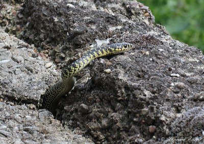 Couleuvre verte et jaune, Hierophis viridiflavus