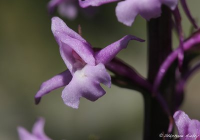 Gymnadenia conopsea
