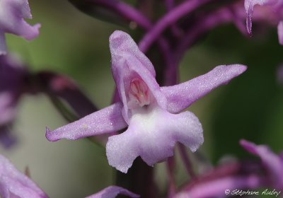 Gymnadenia conopsea