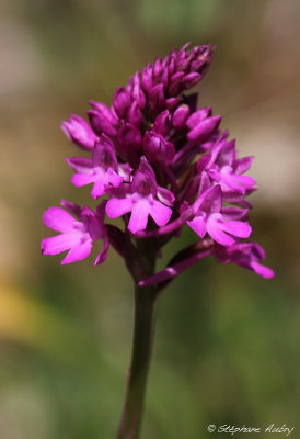 Anacamptis pyramidalis subsp. pyramidalis