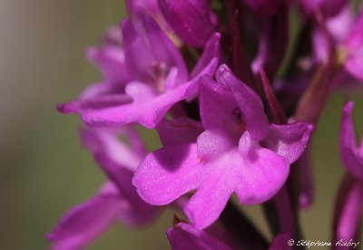 Anacamptis pyramidalis subsp. pyramidalis