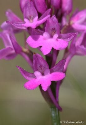 Anacamptis pyramidalis subsp. pyramidalis