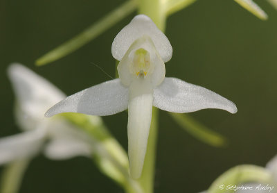 Platanthera bifolia