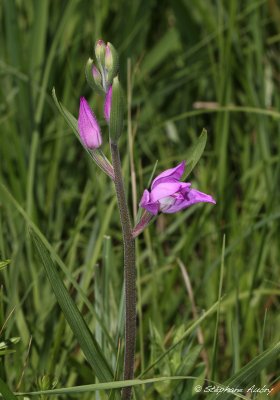 Cephalanthera rubra