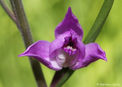 Cephalanthera rubra