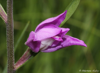 Cephalanthera rubra