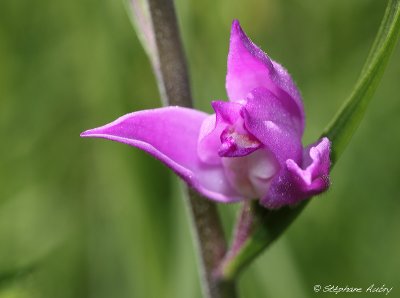 Cephalanthera rubra