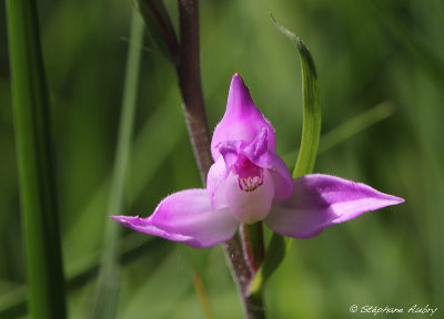 Cephalanthera rubra