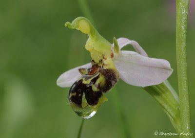 Ophrys apifera