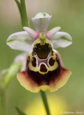 Ophrys fuciflora
