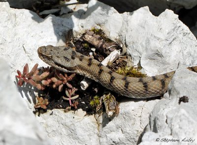 Vipre aspic, Vipera aspis aspis