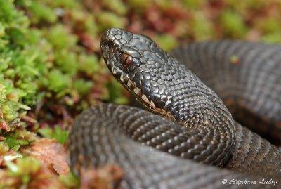 Vipre pliade, Vipera berus berus