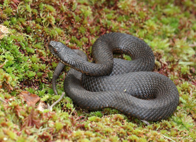 Vipre pliade, Vipera berus berus