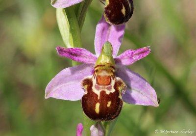 Ophrys apifera var. friburgensis