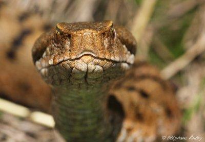 Vipère aspic, Vipera aspis aspis