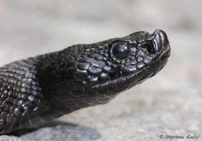 Vipera aspis, 15.06.12