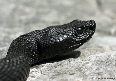 Vipère aspic, Vipera aspis atra